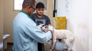 subea consultório móvel pets