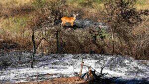 Animais retornam em meio as cinzas no Pantanal