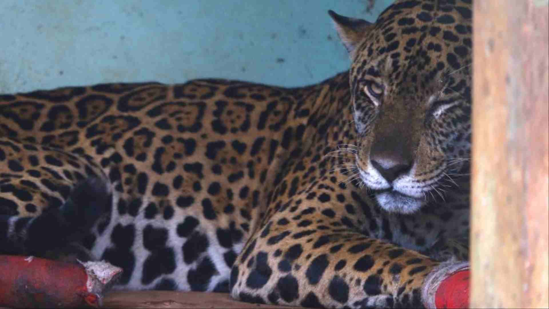 onça