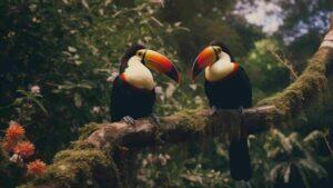 tucanos