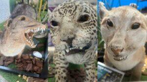 animais taxidermizados bioparque