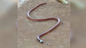 cobra muçurana w
