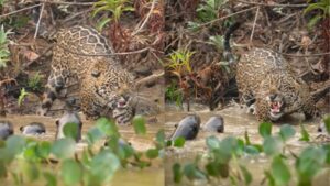animal que nem onça encara ariranhas