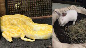 píton bioparque 2