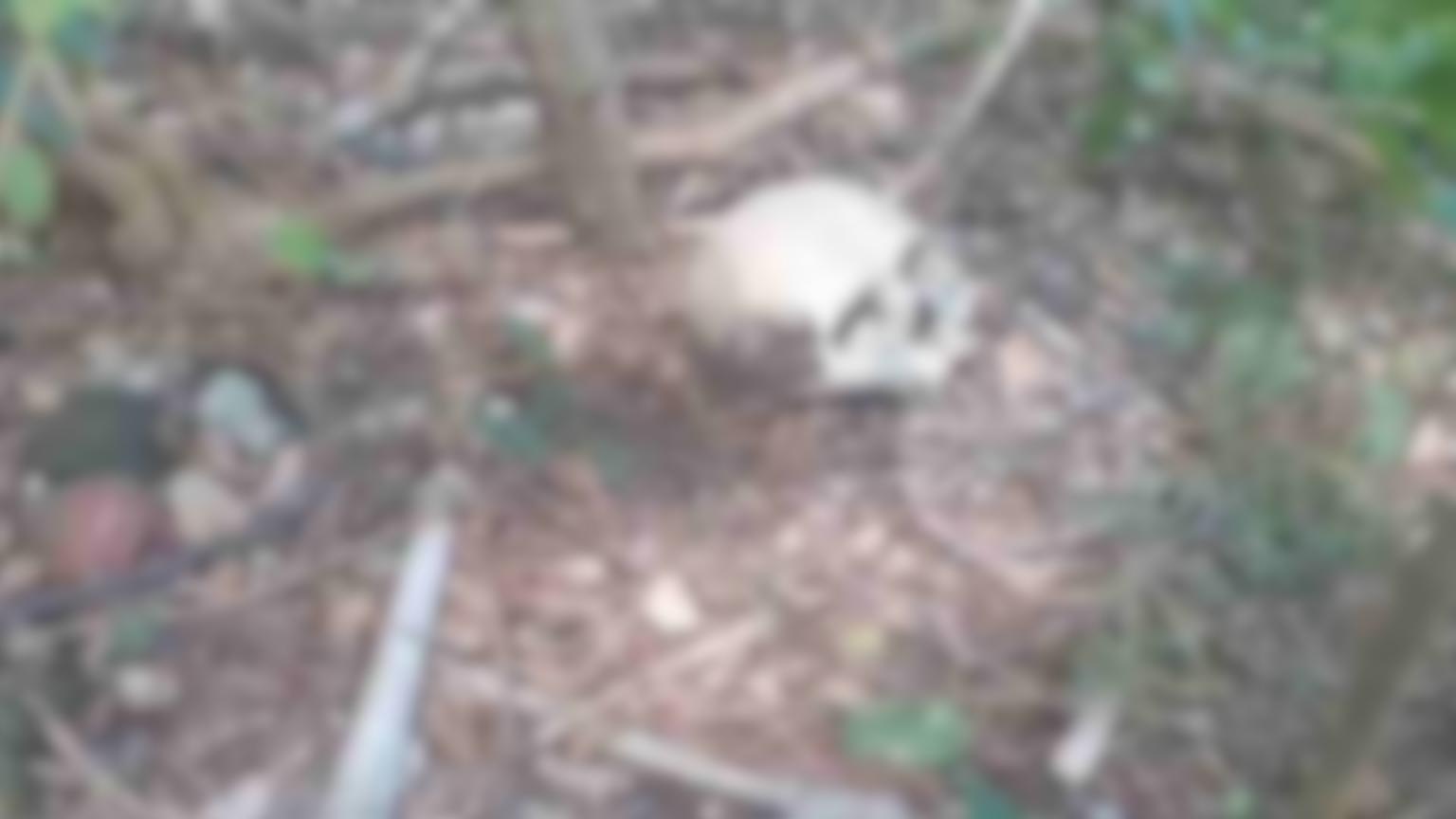 Foto de ilustração sobre a ossada encontrada