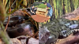 sucuri rebaixada desposta bioparque