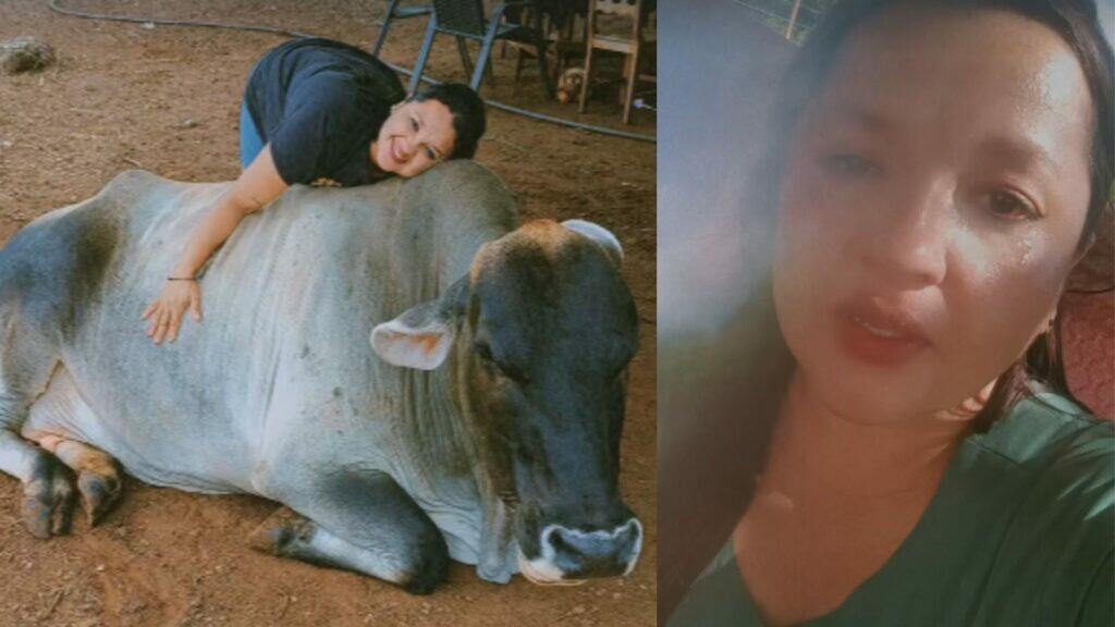 vaca fumaça destino selado