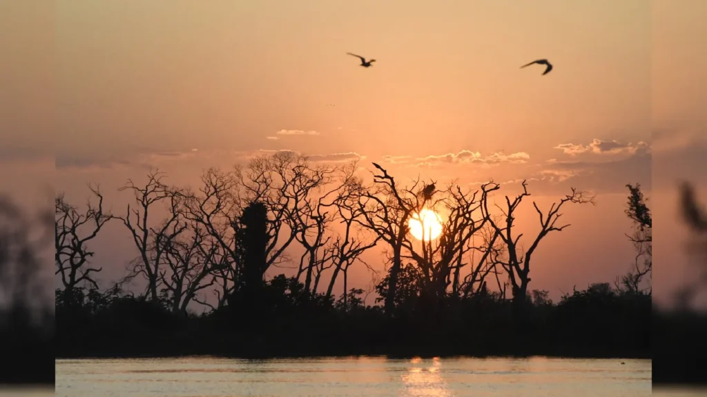 pantanal
