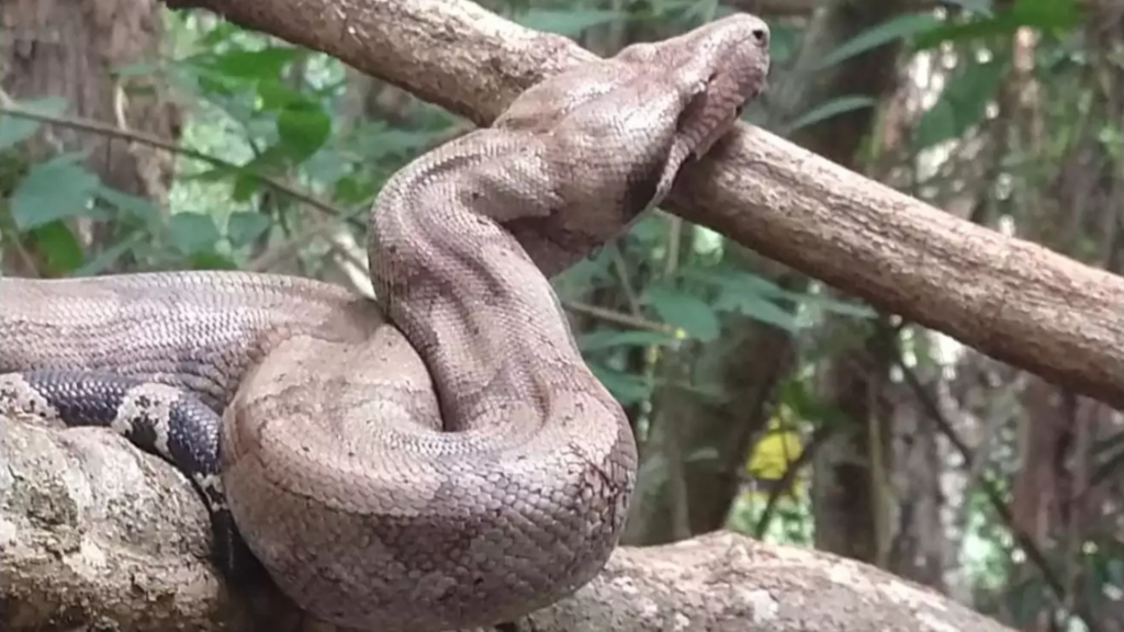 silveira animais comunitários