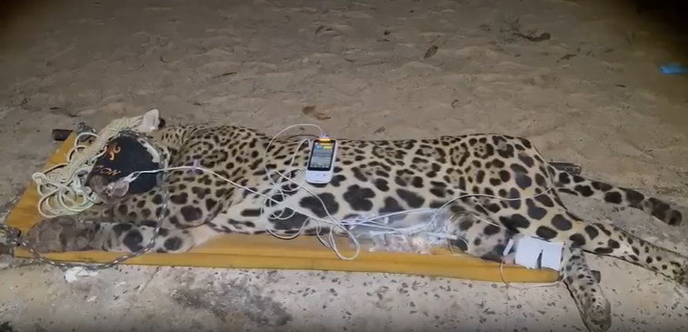 onça caseiro bioparque