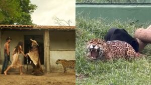 onça mati novela pantanal como está hoje 3