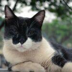 sequela no rabo gato problemas para defecar
