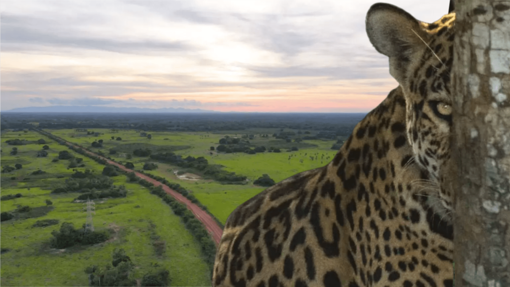 No pantanal das onças grito de socorro