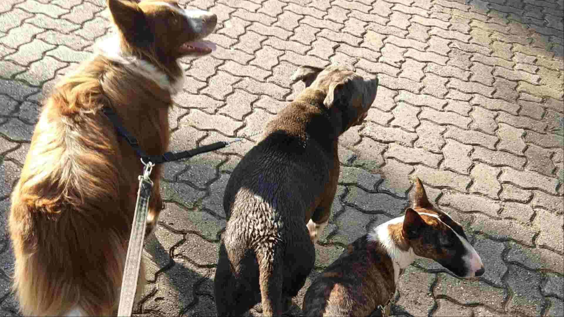 pet