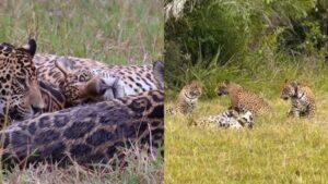 quatro onças reunião comportamento incomum pantanal