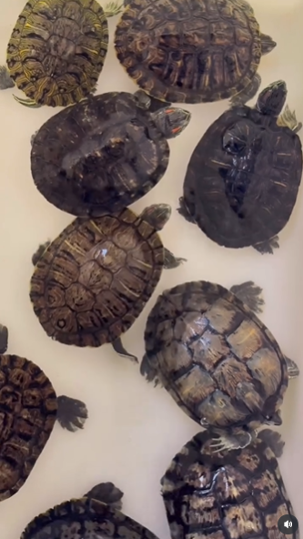 Cágados de duas espécies agora podem ser vistos em Bioparque