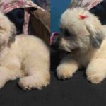 Cachorrinha Marcela