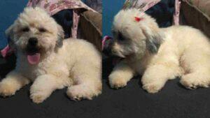 Cachorrinha Marcela