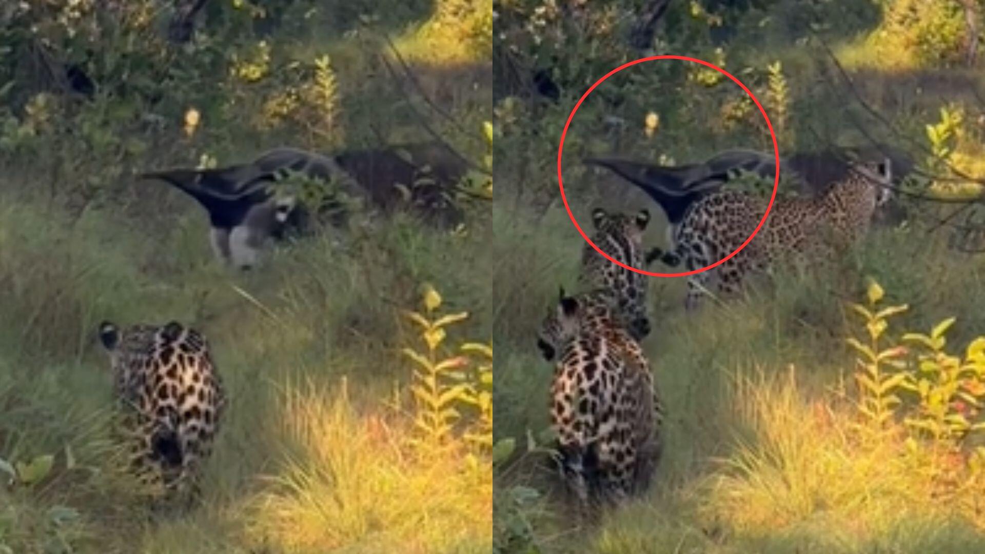 TAMANDUA ENFRENTA ONÇAS NO PANTANAL