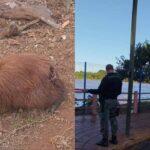 capivara