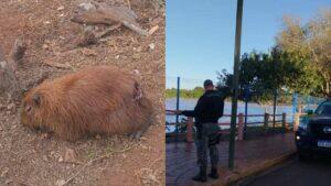 capivara