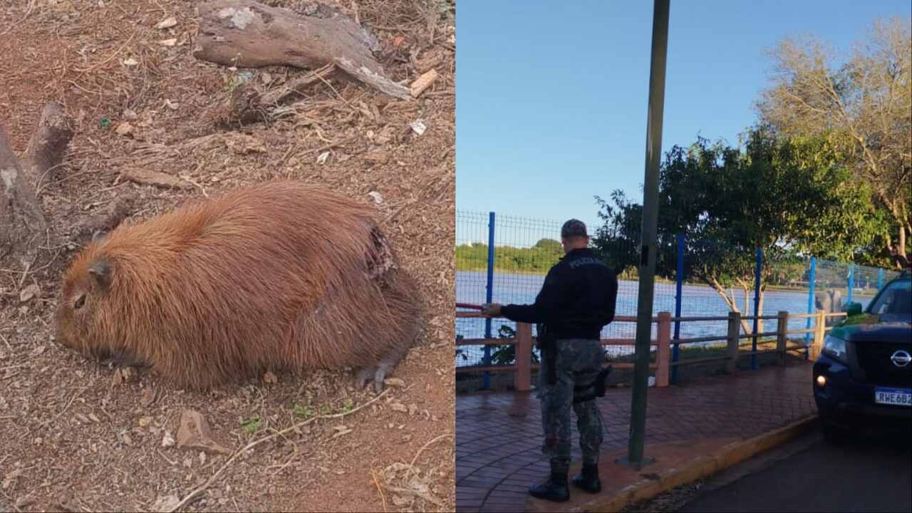 capivara