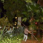 figueiras tratamento