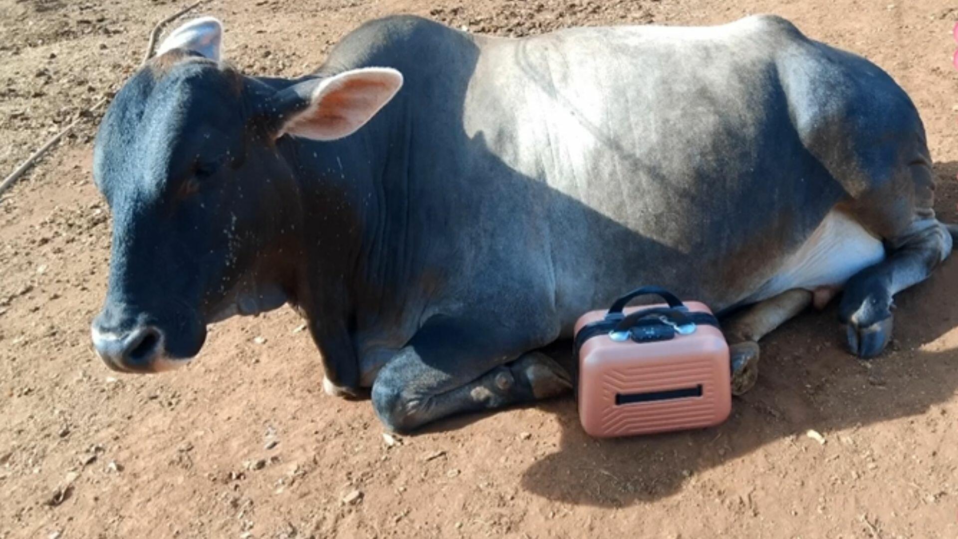 partiu-maternidade-vaca-fumaca-da-a-luz.jpg