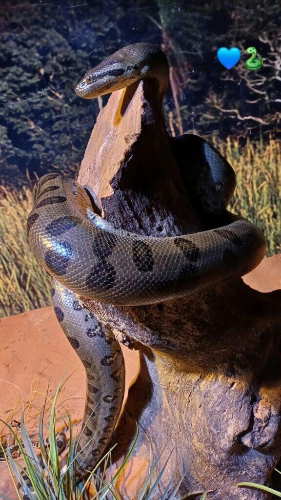 Sucuri saiu do "esconderijo" e se enrolou em tronco - (Foto: Drica Marcacini)