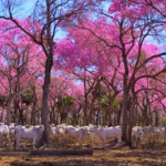 florada de ipes no pantanal