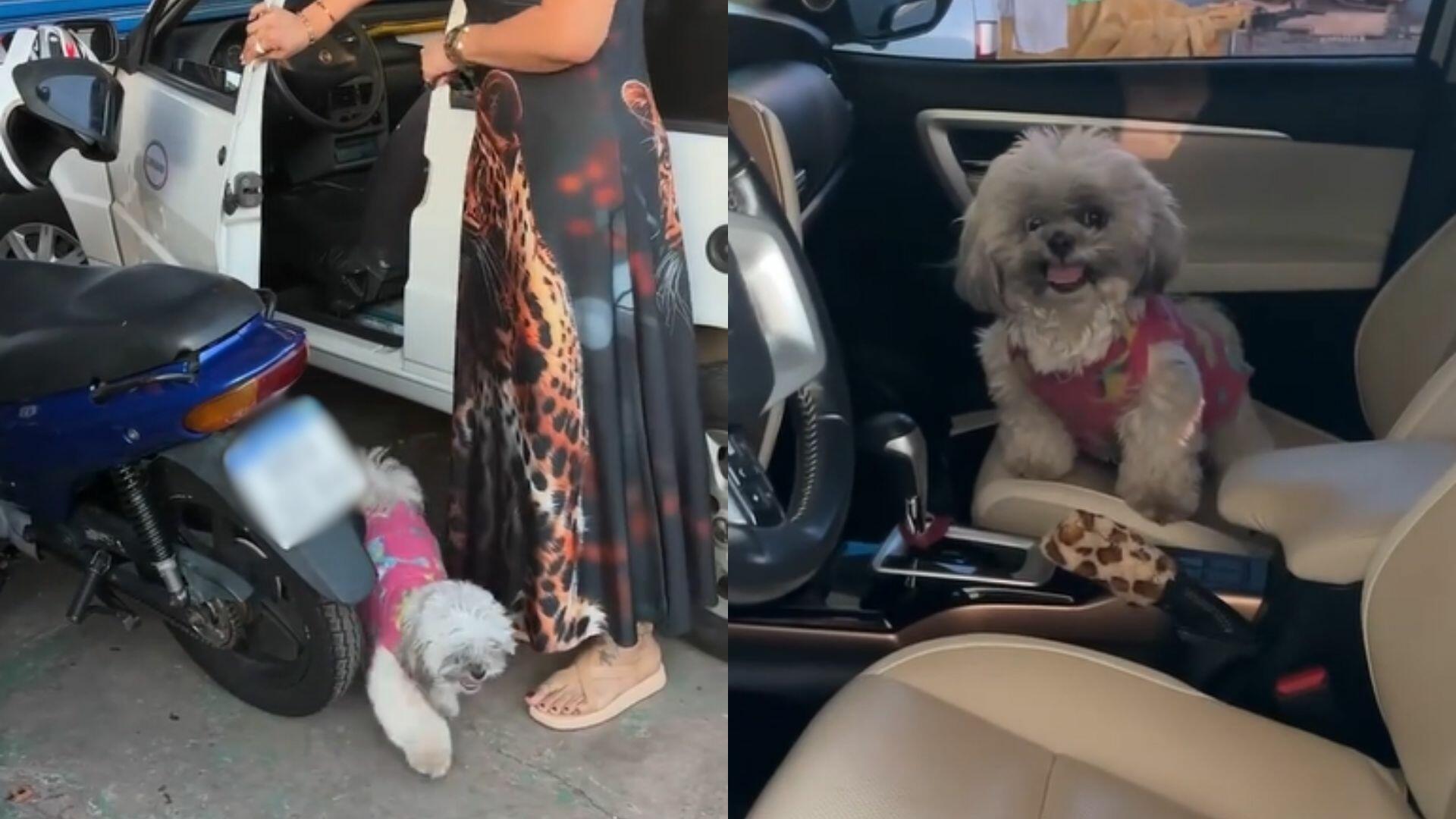cadela viraliza ao se negar a entrar em uno