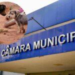 câmara animais ubea