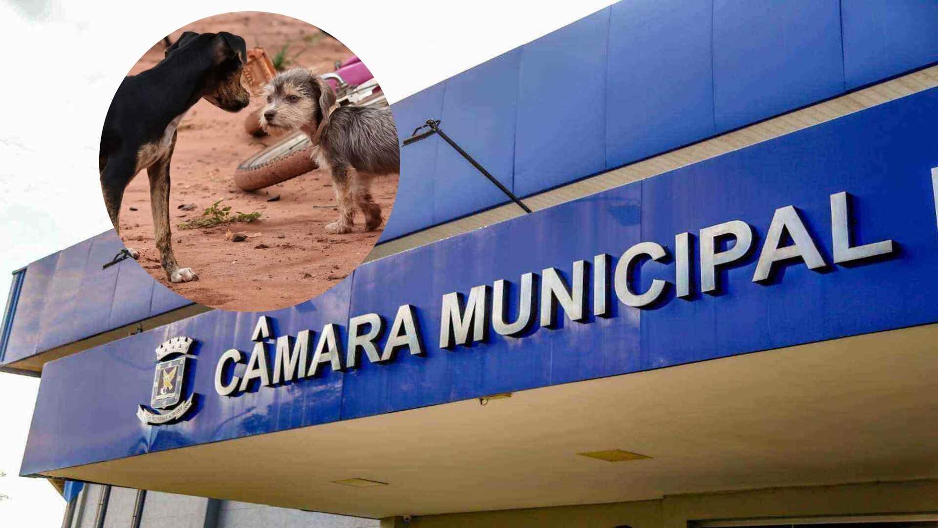 câmara animais ubea