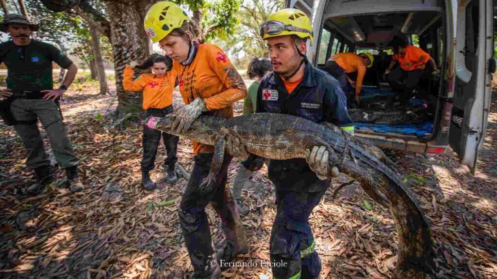 pantanal grad cop cop30
