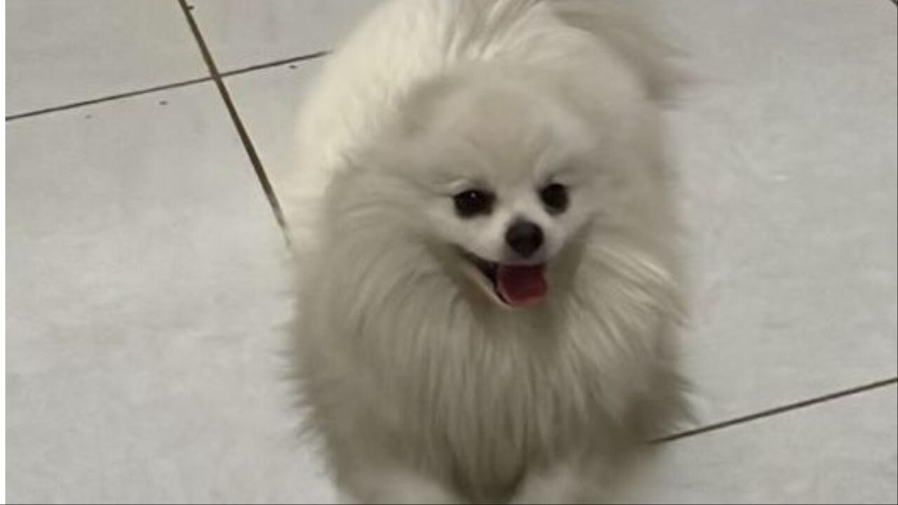 Floquinho
