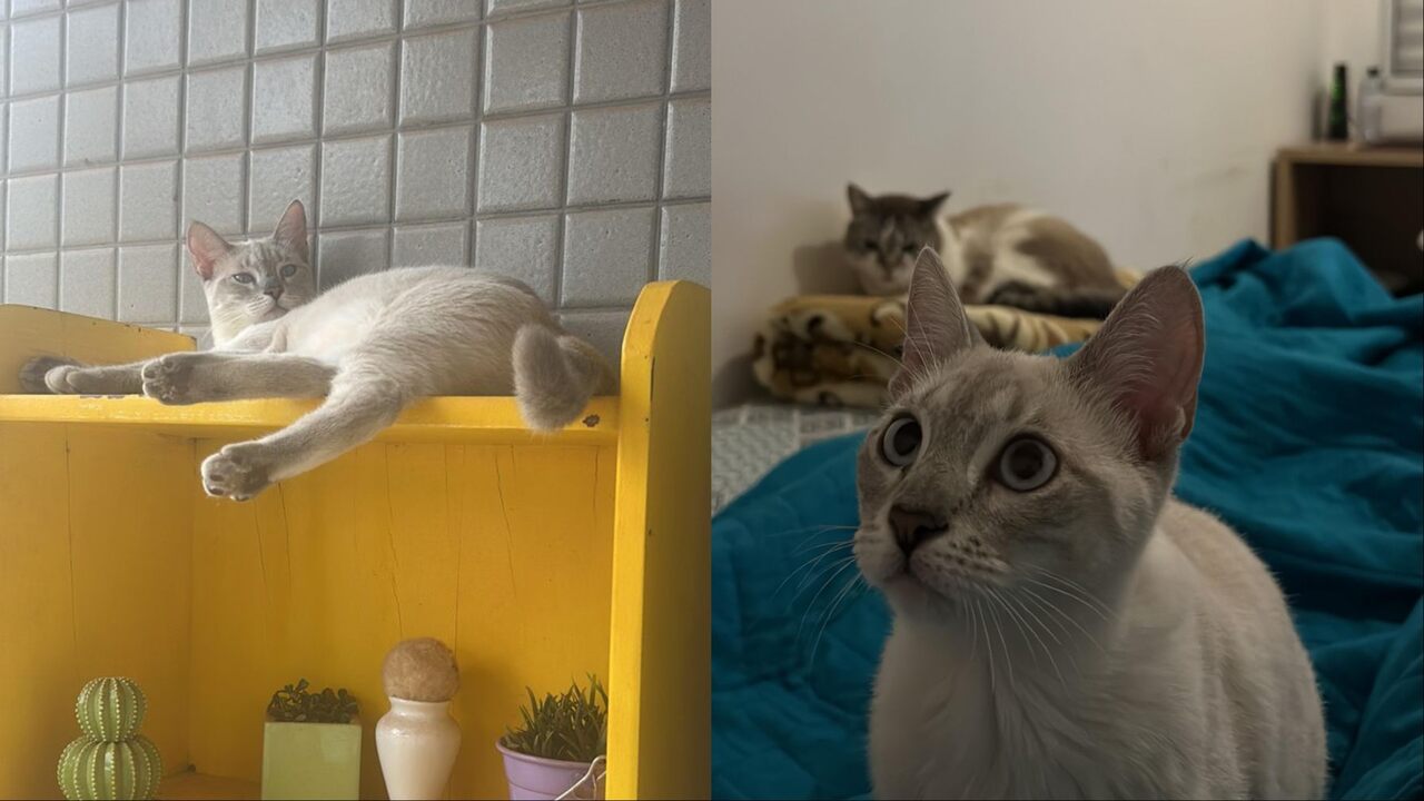 gatinha