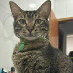 gato
