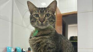 gato