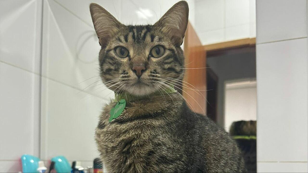 gato