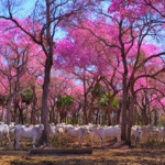 FLORADA DE IPES NO PANTANAL