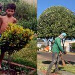 jardineiros querem ensinar mais gente