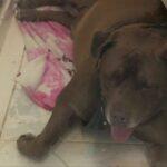 cachorro mandrake