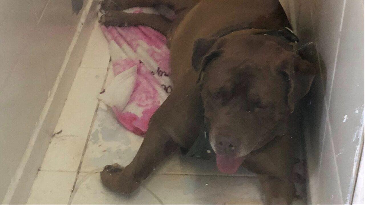 cachorro mandrake