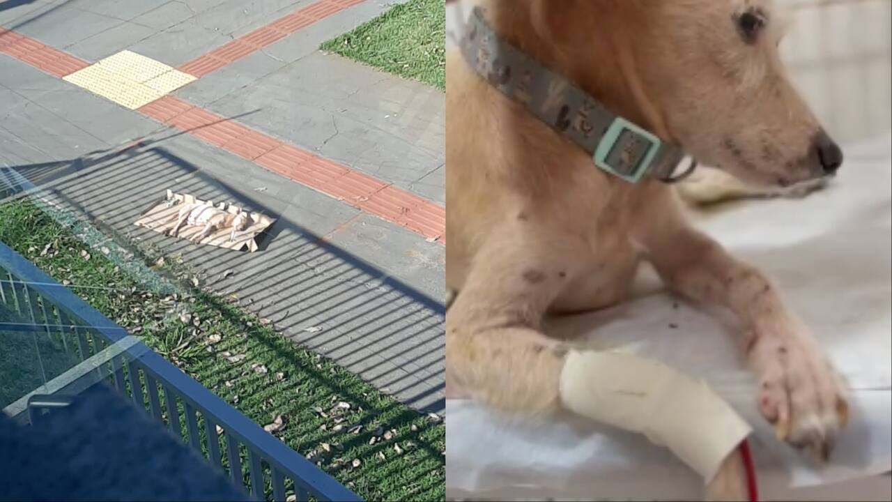 cadelinha resgatada