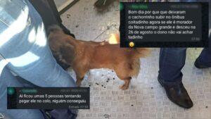 Tetel