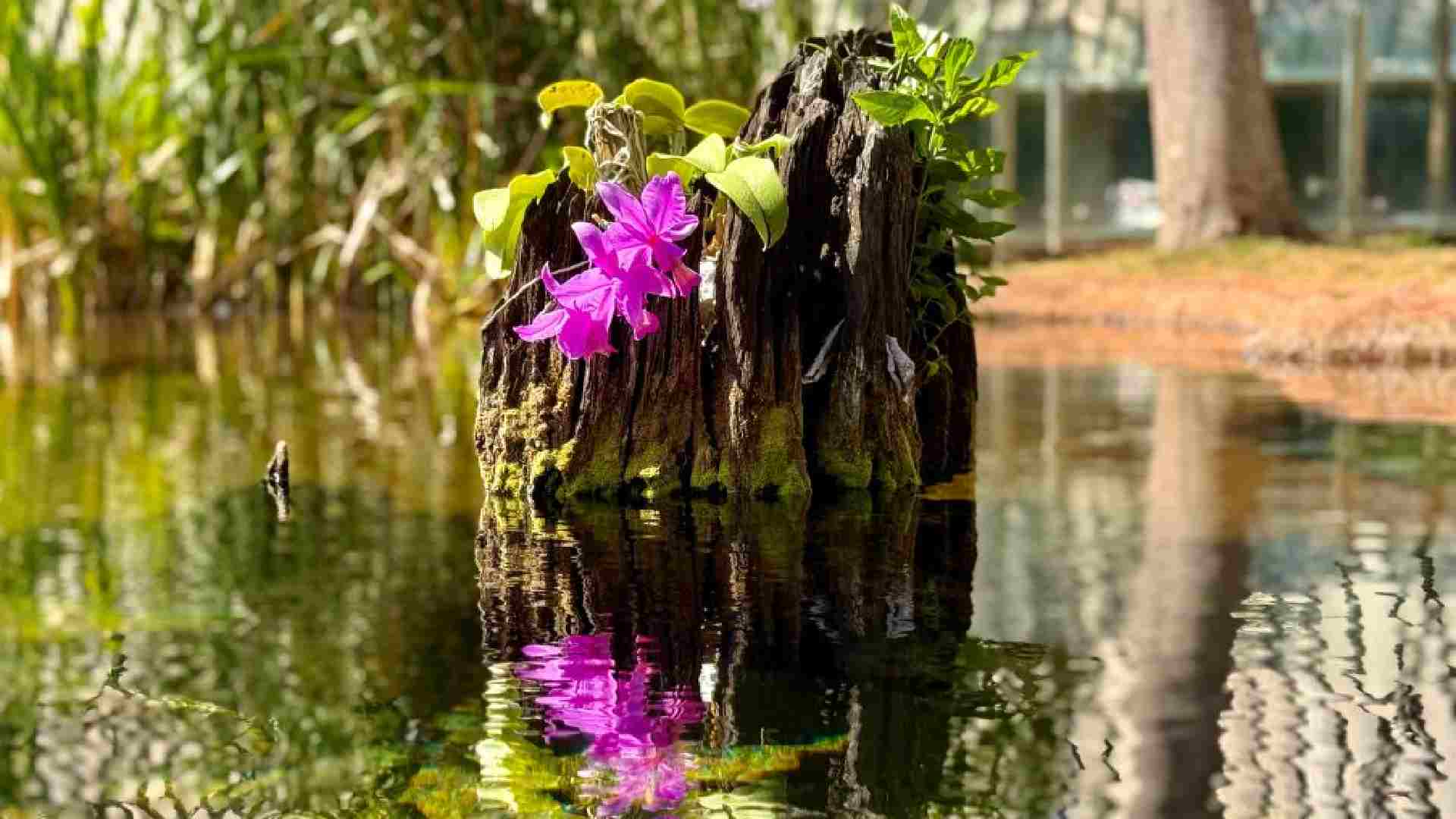 Orquídea