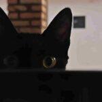 Morgana