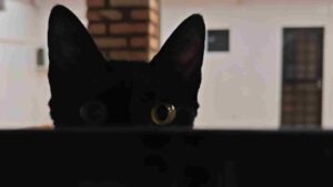 Morgana