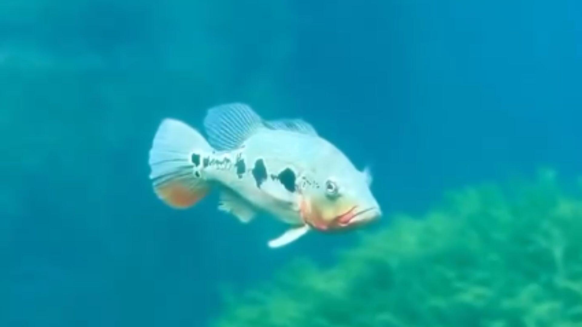 PREDADOR FOGO BIOPARQUE