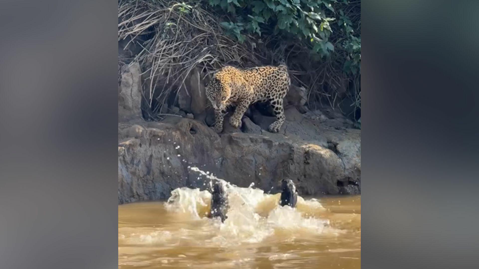 ariranhas obrigam onça a se retirar